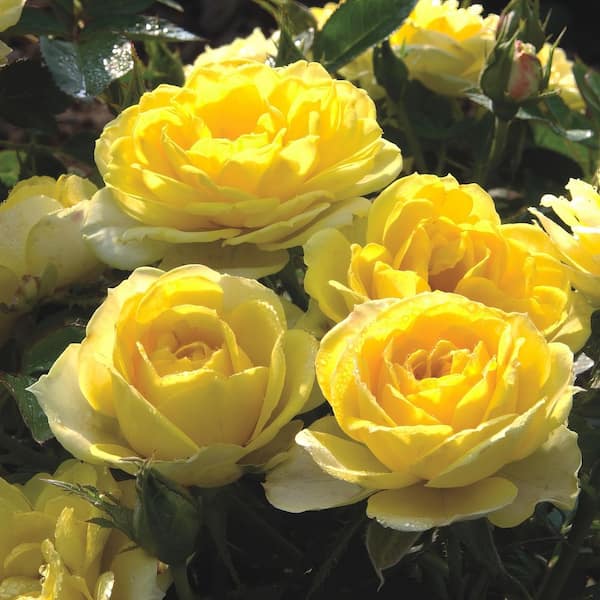 Sunblaze 1 qt. Sunblaze Yellow Mini Rose with Yellow Flowers (3-Pack)