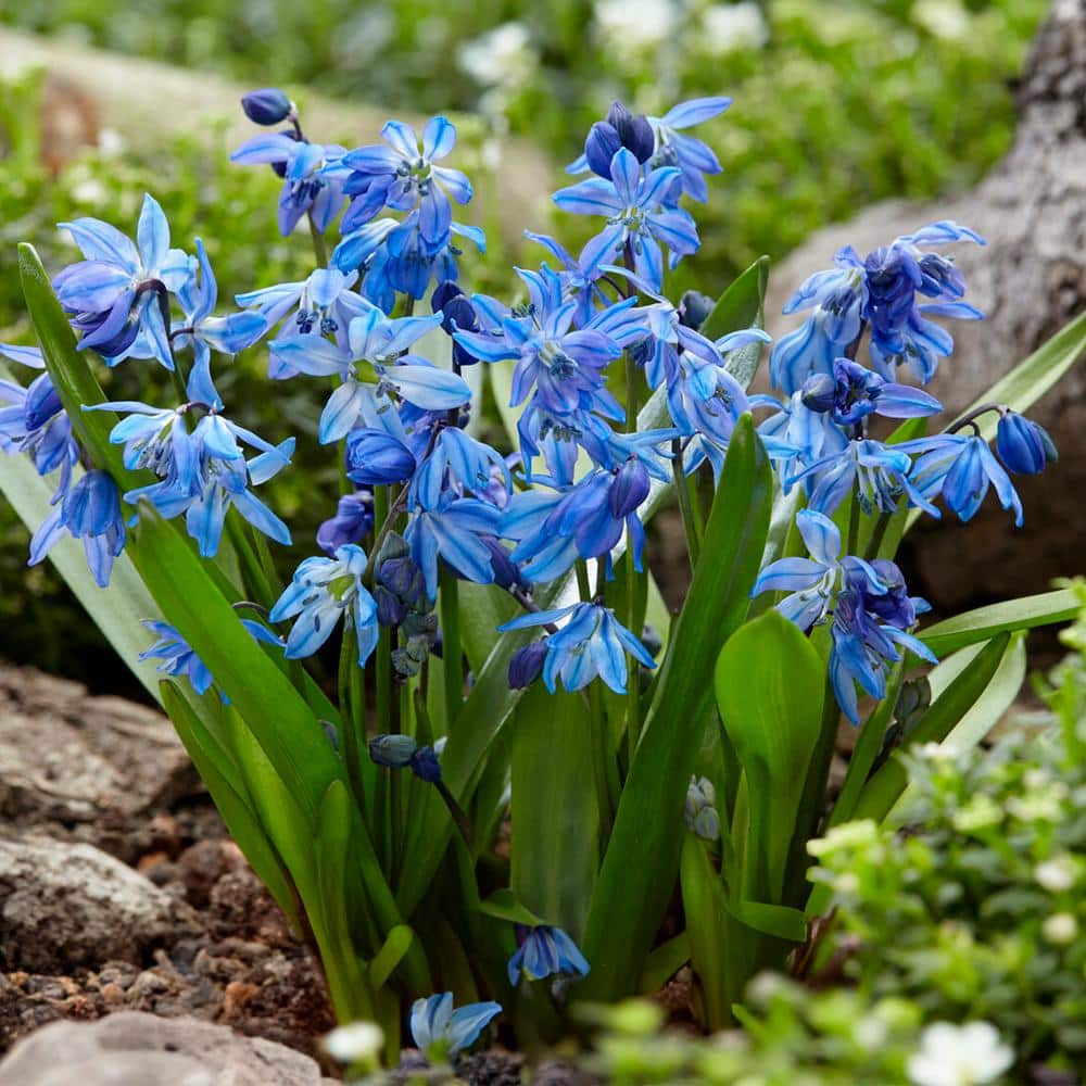 Garden State Bulb 7/8 cm, Siberian Squill Scilla Flower Bulbs (Bag of ...