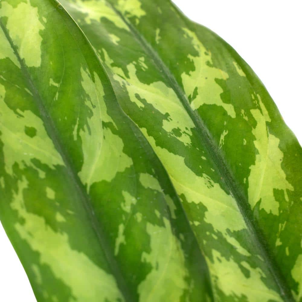 Aglaonema Maria 24" Black Plastic Indoor/Outdoor Plant