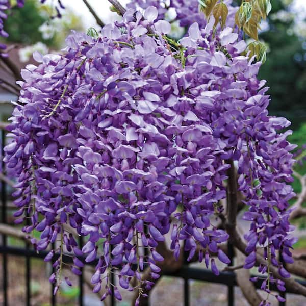 Spring Hill Nurseries Blue Moon Reblooming Wisteria, Live Deciduous Bareroot Plant, Purple Flowering Perennial Vine (1-Pack)