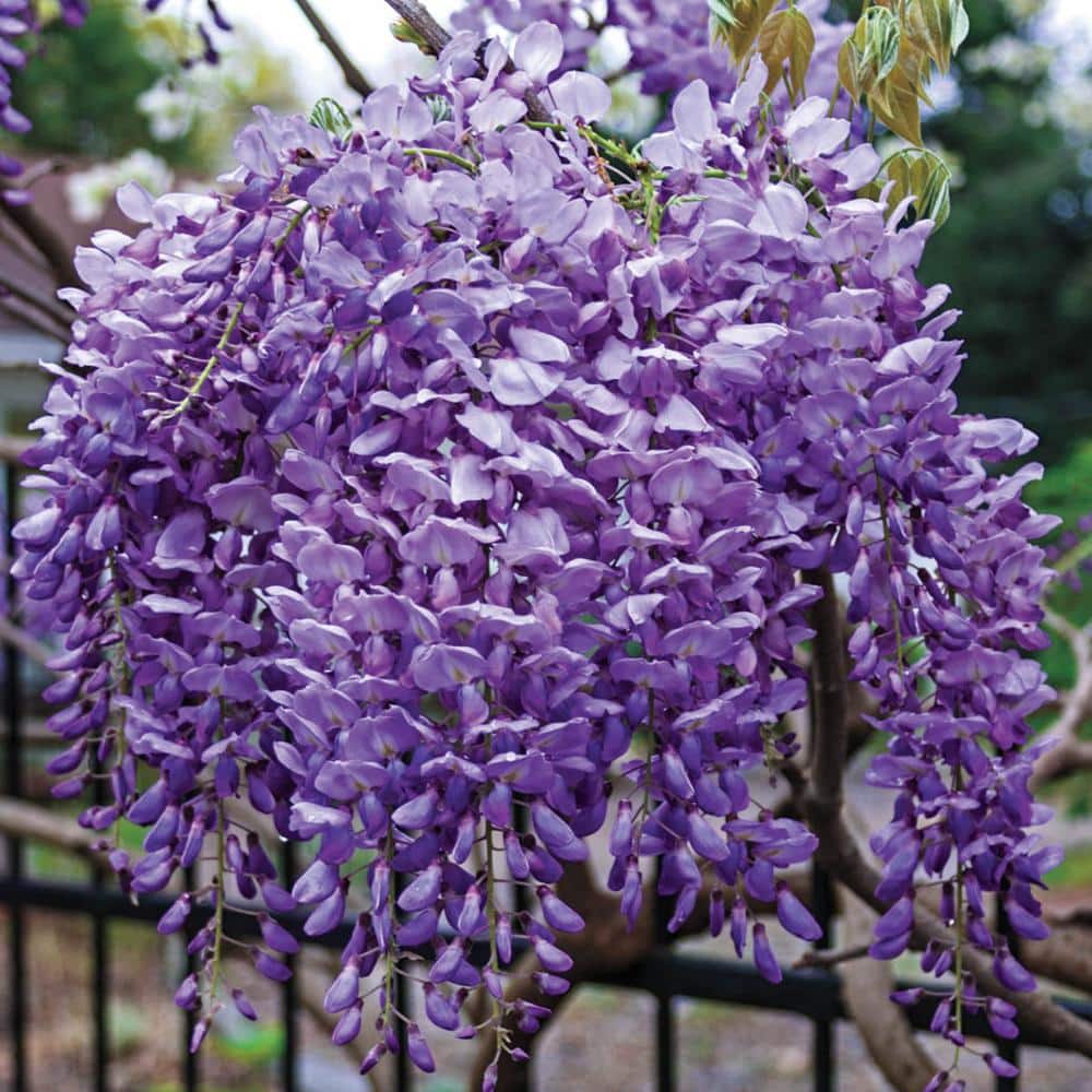 Sneak peak of hooded define in wisteria purple! You got to have it