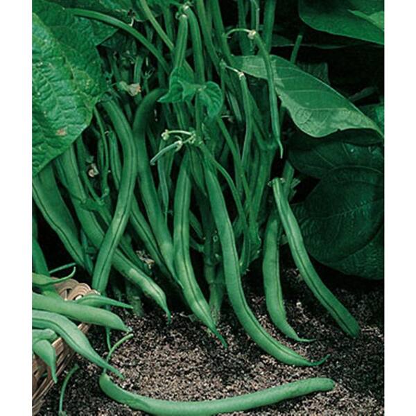 PROVEN WINNERS Blue Lake Green Bean, Live Plant, Vegetable, 4.25 in. Grande