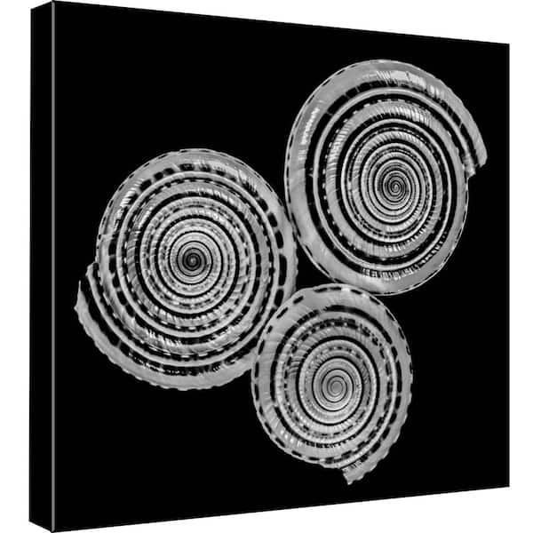 PTM Images 15 in. x 15 in. ''B&W Seashell'' Printed Canvas Wall Art
