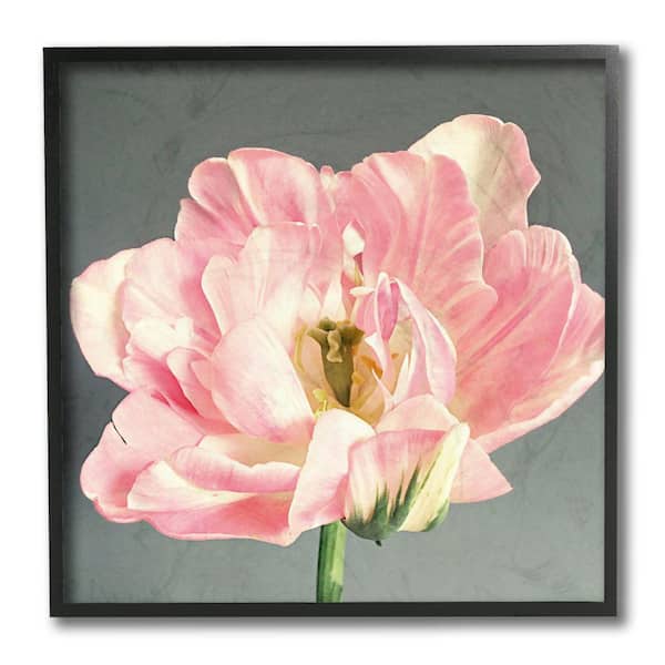 Stupell Industries "Pink Floral Close-Up Flower Petal Bloom" by Sarah Jane Framed Nature Wall Art Print 12 in. x 12 in.