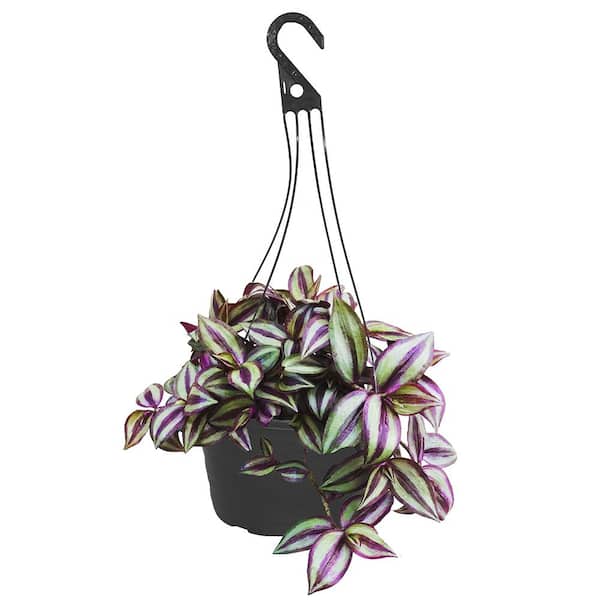 10 In Wandering Jew Zebra Grass Plant Hanging Basket The Home Depot