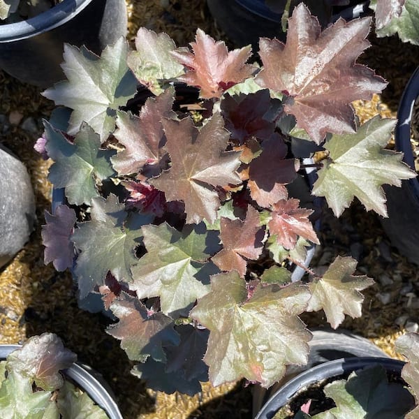 Alder & Oak #1 Container Coral Bells Palace Purple Perennial Plant (4-Pack)