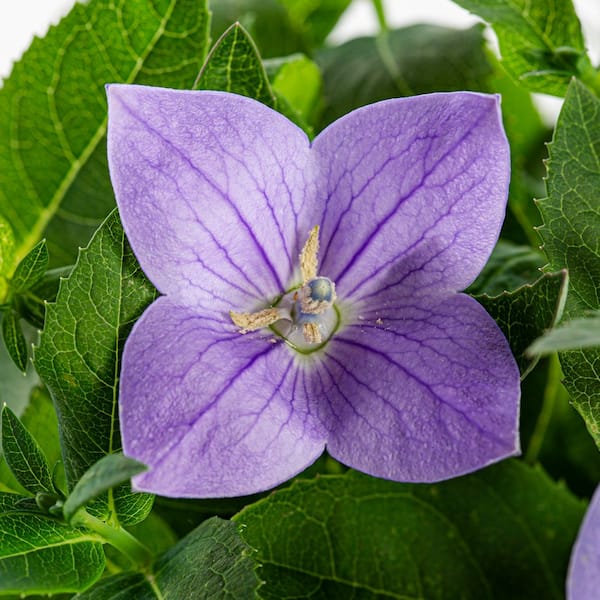 1.5 PT. Platycodon Balloon Flower Astra Blue Perennial Plant 52578