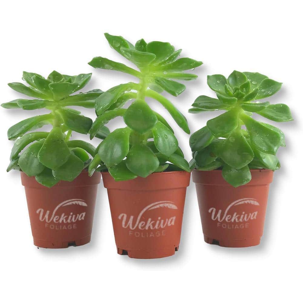 Wekiva Foliage Echeveria Letizia-3 Live Starter Plants in 2 in