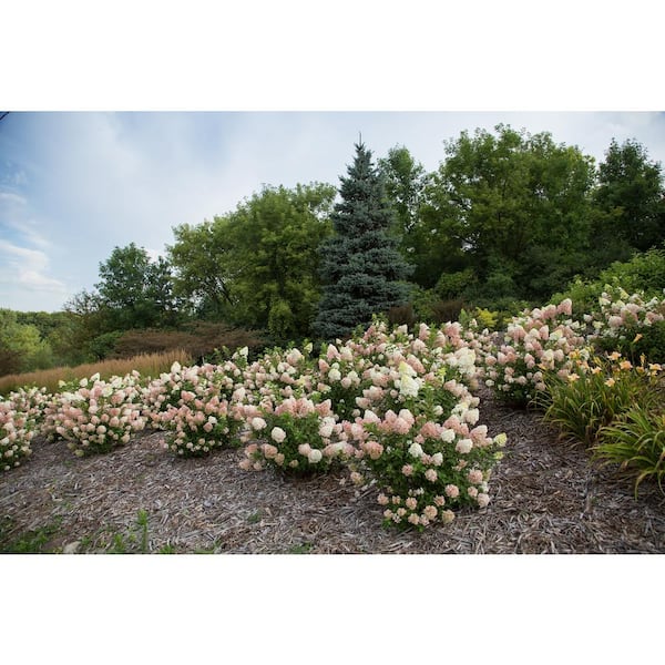 【Hydrangea】 Hydrangea, Oakleaf 'Jetstream™ First Editions' | Gertens