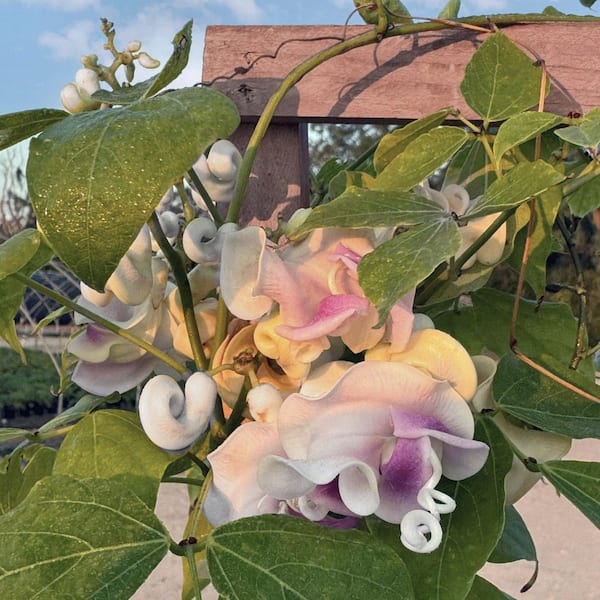 national PLANT NETWORK 1 gal. Corkscrew Vine HD3207