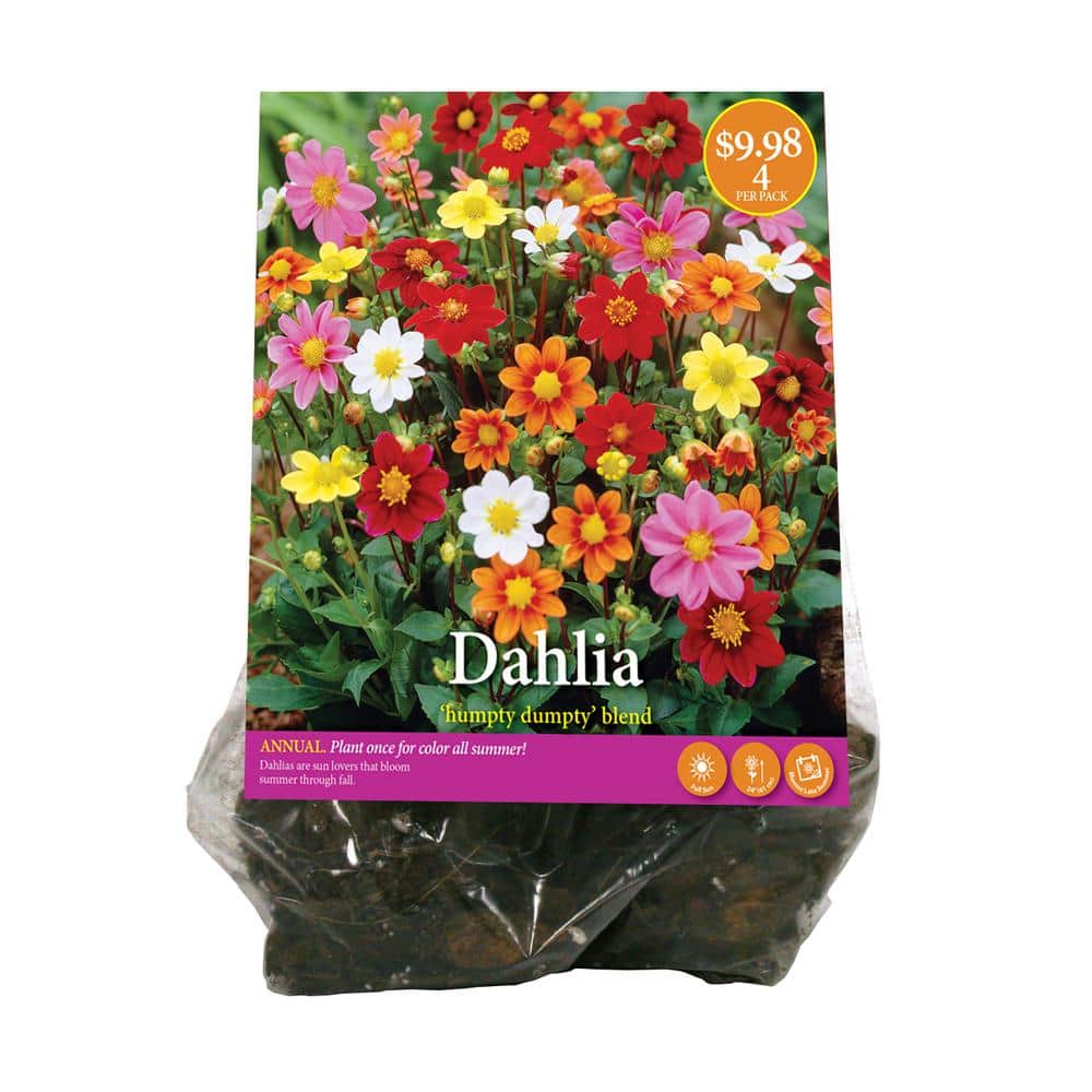 "Humpty Dumpty Mix Dahlia Root" Spectacular Cut Flowers New Flower Bulb 
