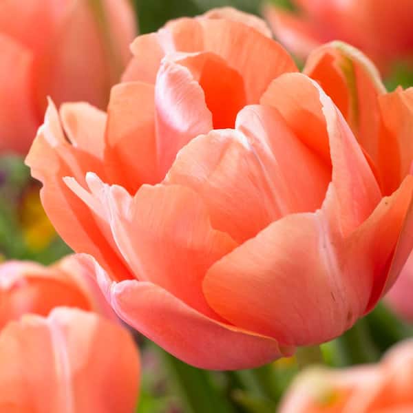 VAN ZYVERDEN Tulips Menton Exotic Set of 12 Bulbs