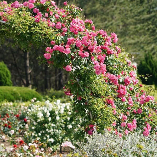 フラワー・ガーデニング ZEROjr national PLANT NETWORK Bare Root Rose Climbing Zephirine Drouhin