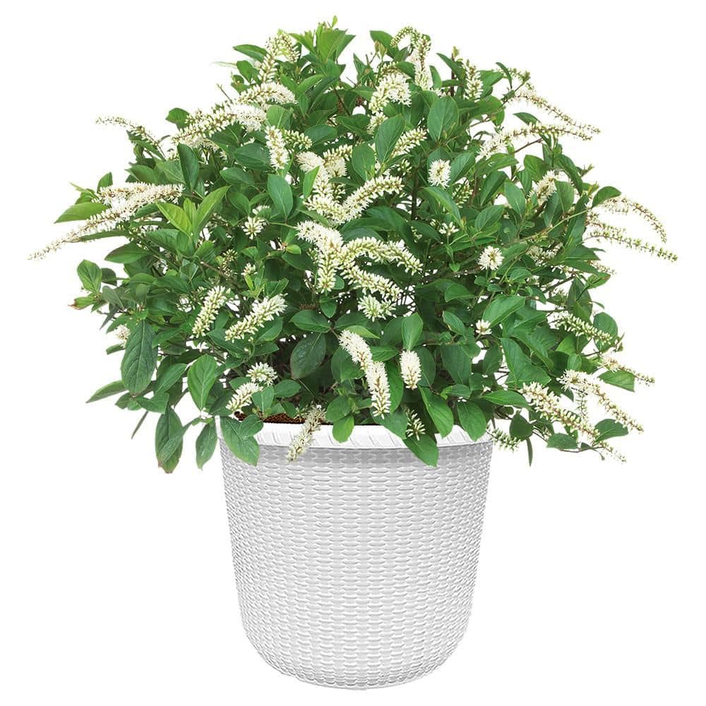 proven-winners-shrubs-bushes-