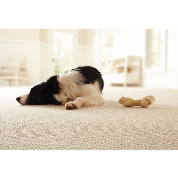 5 Great Rugs For Homes with Dogs: Canine-Compatible Carpet