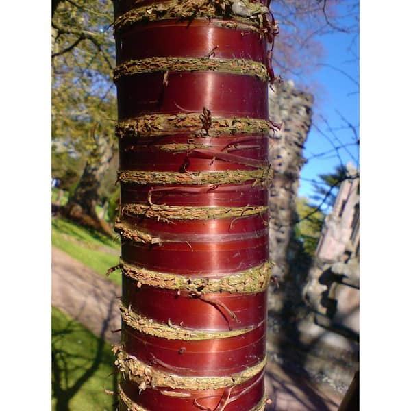 Birch Bark Cherry Blossom Tree (Bare Root, 3 ft. to 4 ft. Tall)