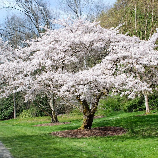 DIRECT GARDENING Yoshino White Flowering Cherry Dormant Bare Root Ornamental Starter Tree (1-Pack)