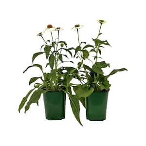 2.5 Qt Echinacea Pow Wow Wild White in Grower's Pot (2-Packs)