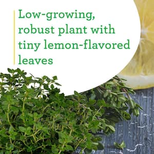 19 oz. Lemon Thyme Herb Plant