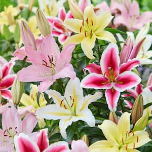 14/16 cm, Oriental Lily Mixed Flower Bulbs (Bag of 10)