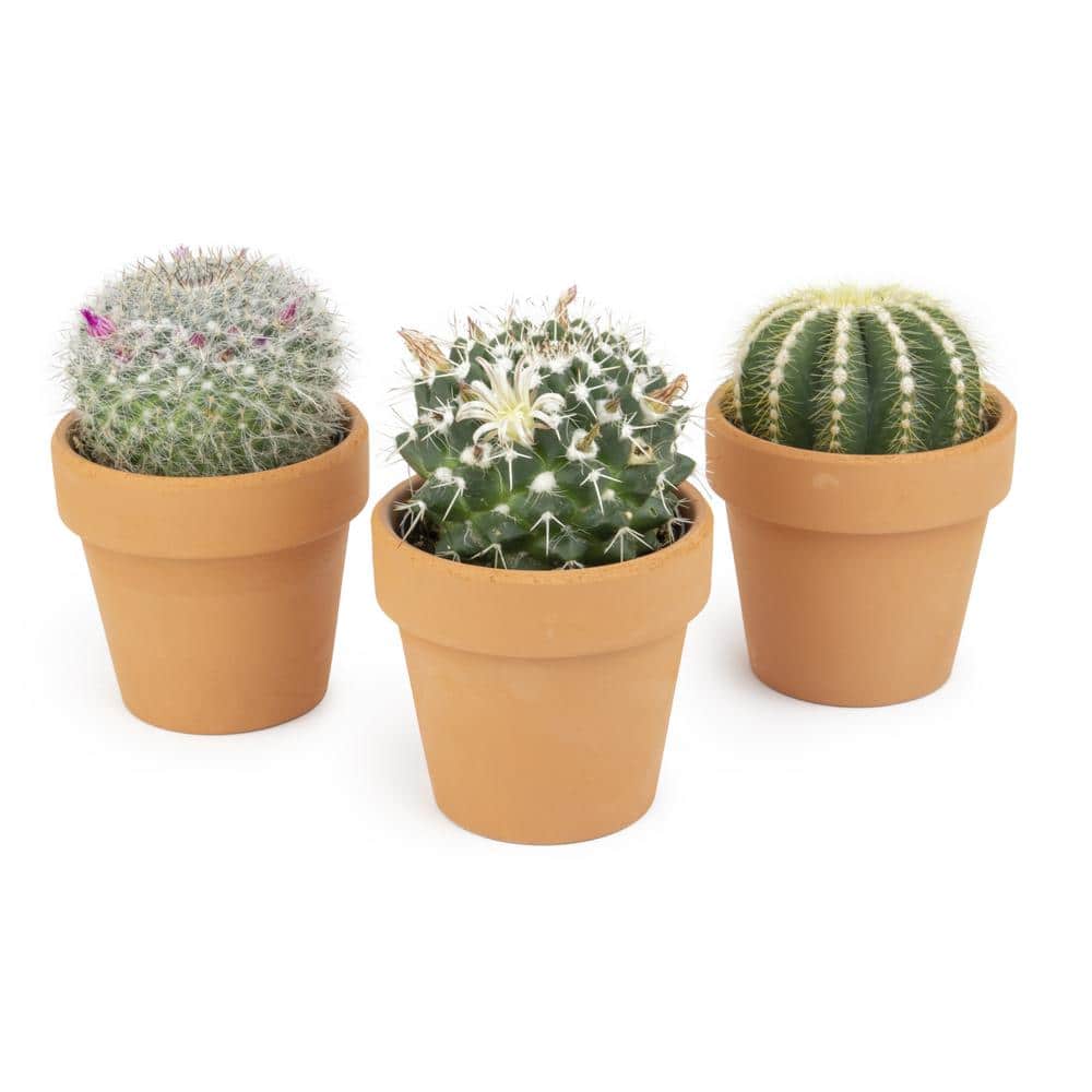 Make Your Own Little Clay Pots For Fresh Succulent Plants