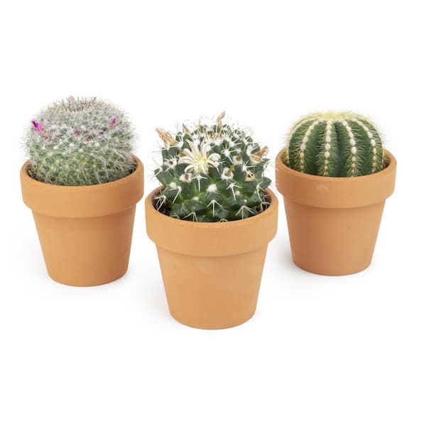 SMART PLANET 2.5 in. Assorted Cactus 3-Pack in Terra Cotta Clay Pot