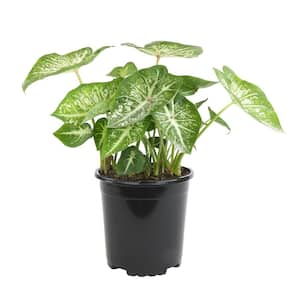 White and Green B31 Caladium Strap Leaf Outdoor Garden Annual Plant in 2.5 qt. Grower Pot