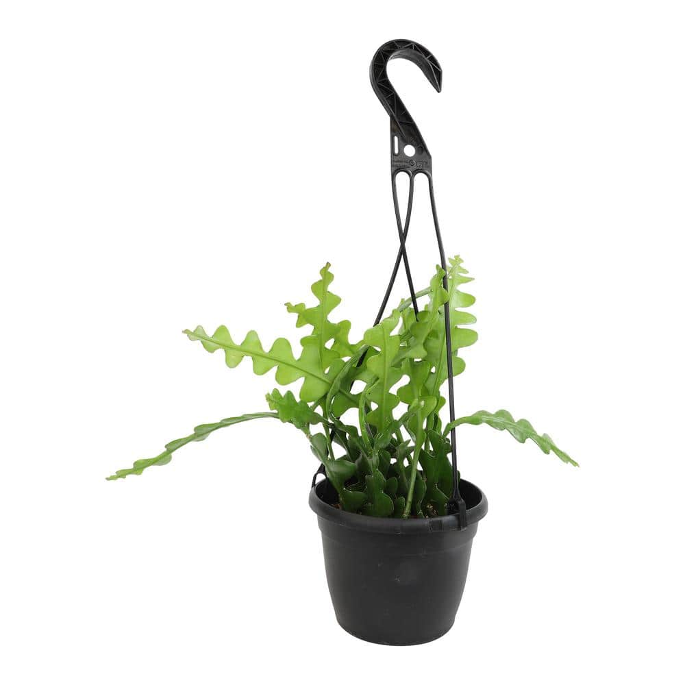 Epiphyllum Zigzag Fishbone Cactus in Black Plastic Hanging Pot