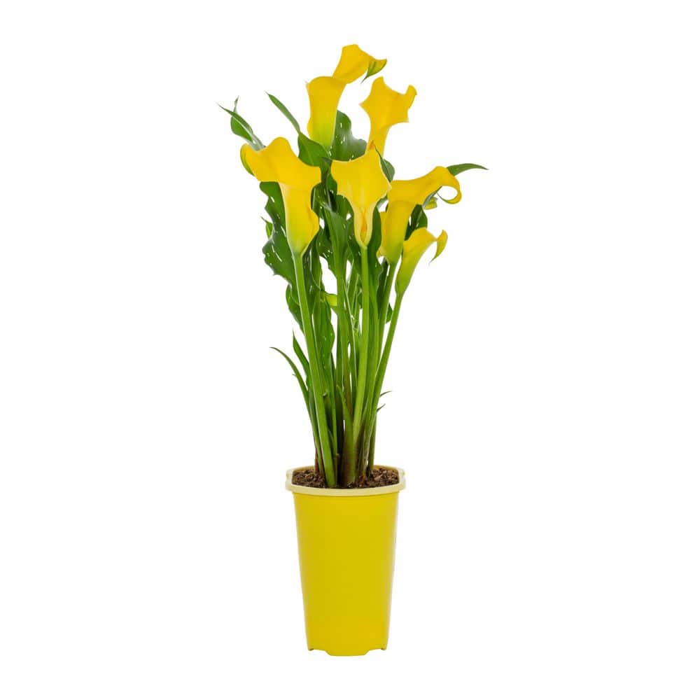METROLINA GREENHOUSES 1.5 pt. Calla Lily Captain Solo Perennial