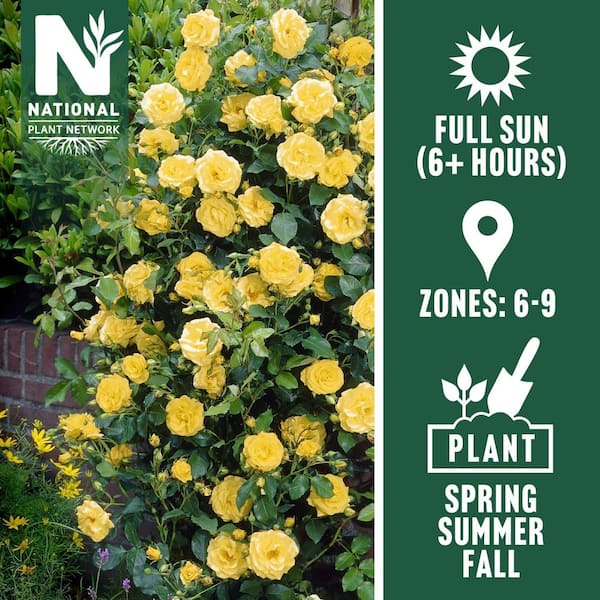 Bare Root Rose Climbing Royal Gold with Yellow Flowers (2-Pack)