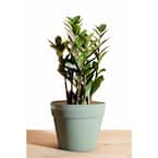 Sansevieria Snake Plant (Black Coral) in 6 in. Growers Pot SanBlk006