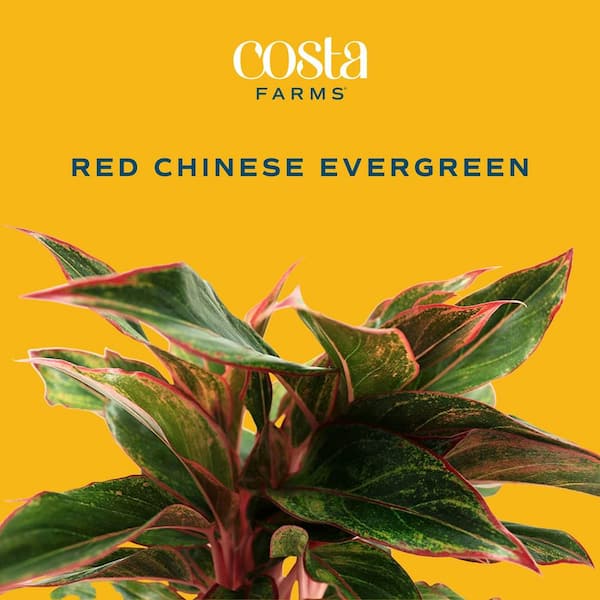 Costa Farms Aglaonema Indoor Chinese Evergreen Plant in 6 in