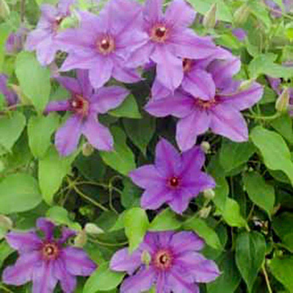 direct-gardening-perennials-