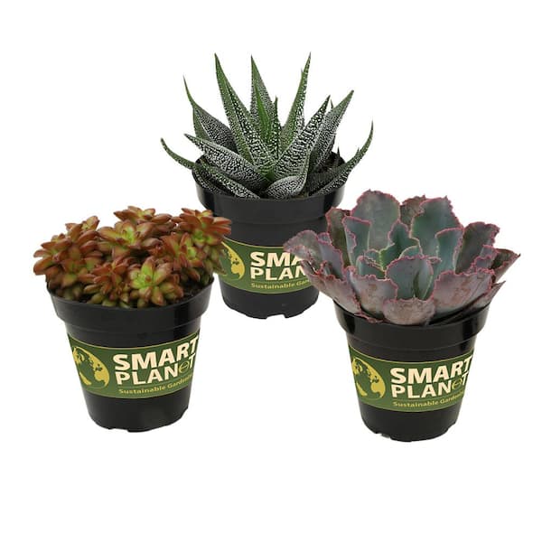 ALTMAN PLANTS Pet Safe Easy Succulent in 3.5 in. Grower Pots (3-Pack)