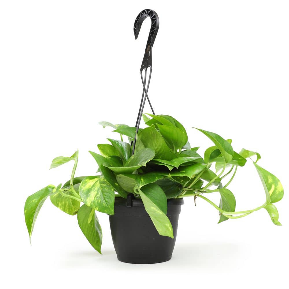 Golden Pothos Indoor Plant in Brown Plastic Hanging Basket