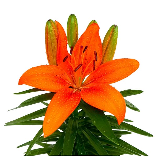 2.5 Qt. Perennial Asiatic Lily Orange (4-Pack) 1434 - The Home Depot