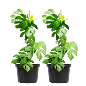Monstera Ginny Indoor Plant in 6 in. Growers Pot, Easy Care Mini Monstera (2-Pack)