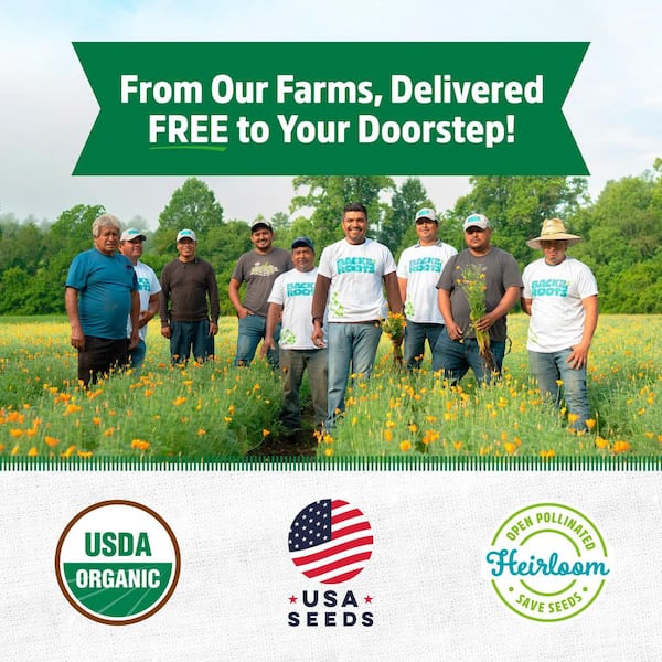 Organic Squash 'Early Prolific Straightneck' Gardening Seeds