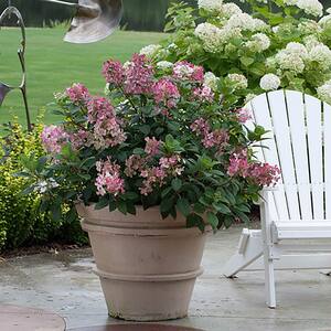 2 Gal. Little Quick Fire Hydrangea Shrub with White to Pink-Red Blooms