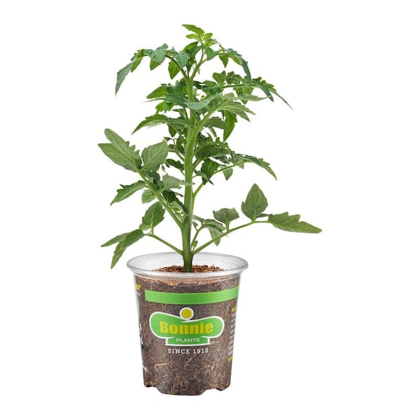 19.3 oz. Genuwine Tomato, Live Plant