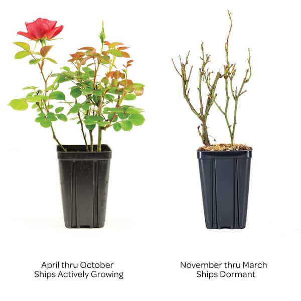BLOOMIN' EASY Jumbo Pint Cinnamon Hearts Rose (Rosa) Live Shrub