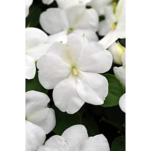 4 in. White Impatien Annual Live Plant, White Flowers (Pack of 6)