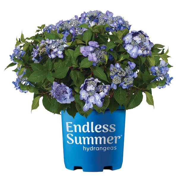 1 Gal. Twist-n-Shout Reblooming Hydrangea Flowering Shrub Plant with Pink or Blue Flowers
