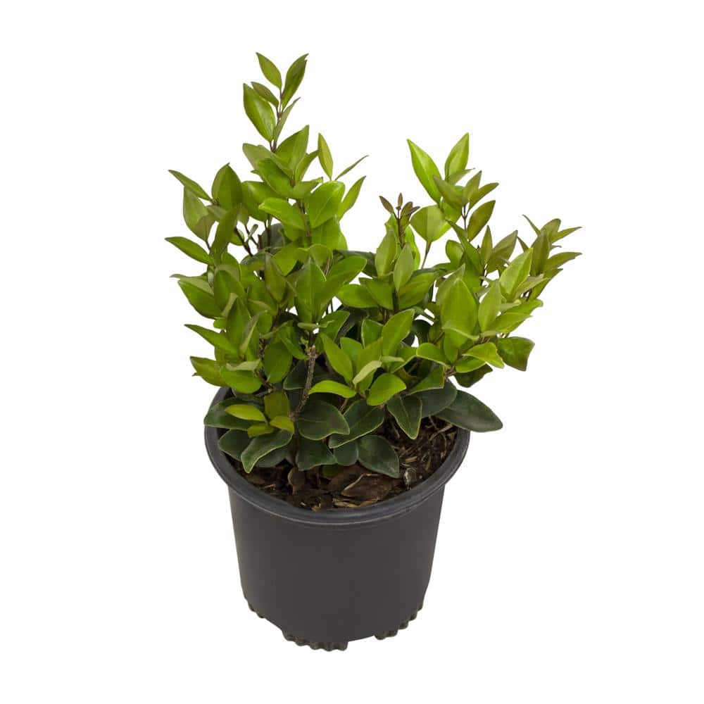 Waxleaf Ligustrum Upright White Blooming Shrub
