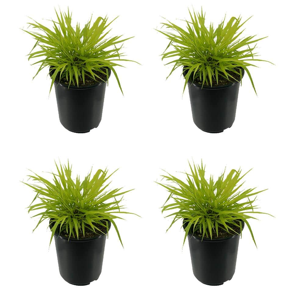 2.5 qt. Perennial Grass Hakonechloa m. Aureola (4-Pack)