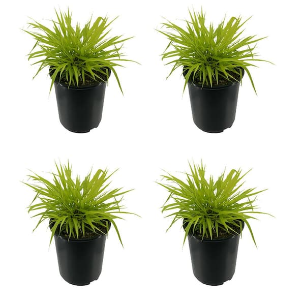 Unbranded 2.5 qt. Perennial Grass Hakonechloa m. Aureola (4-Pack)
