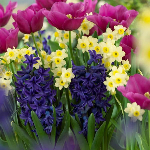 Van Bourgondien Minnow Miniature Tazetta Daffodil Dormant Spring Flowering Bulbs (25-Pack)