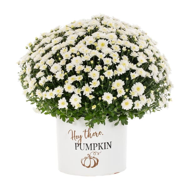Vigoro 3 Qt. Live White Chrysanthemum (Mum) Plant for Fall Porch or Patio in Decorative Hey There Pumpkin Tin (1-Pack)