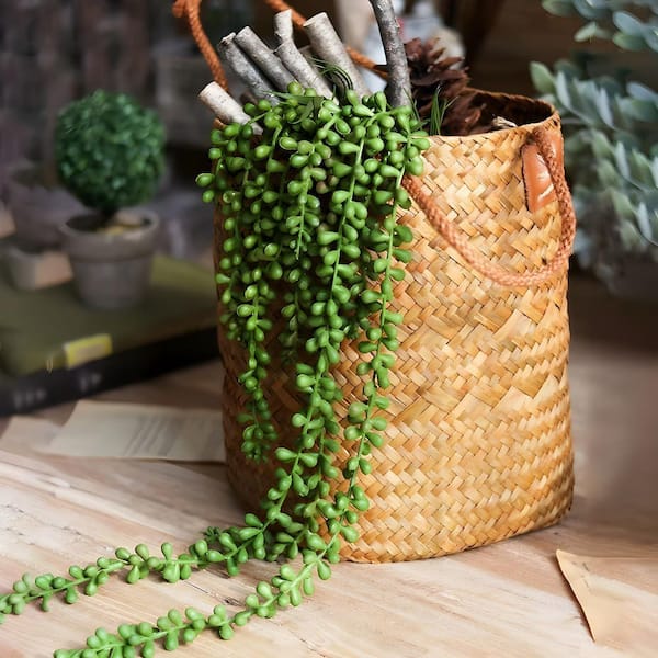 dracaena fragran Dracaena fragrans – Seedlink main image 0
