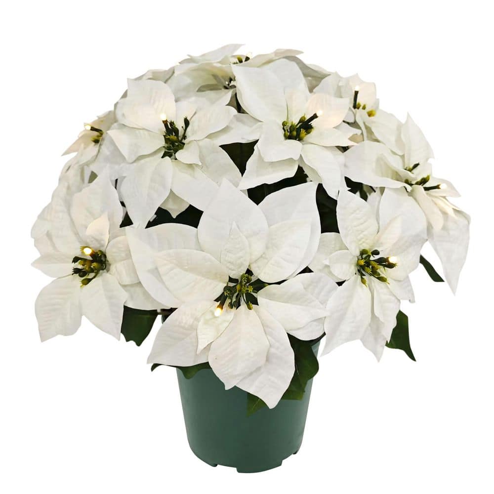 22 in. Pre-Lit Battery-Operated Potted White Artificial Poinsettias Arrangement price history on PriceWatchPro